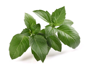 Basil - Italian Large Leaf.